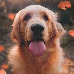 dog pic
